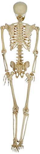 p-tit-clown-halloween-h-ngeskelett-deko-aus-kunststoff-165-cm image 6